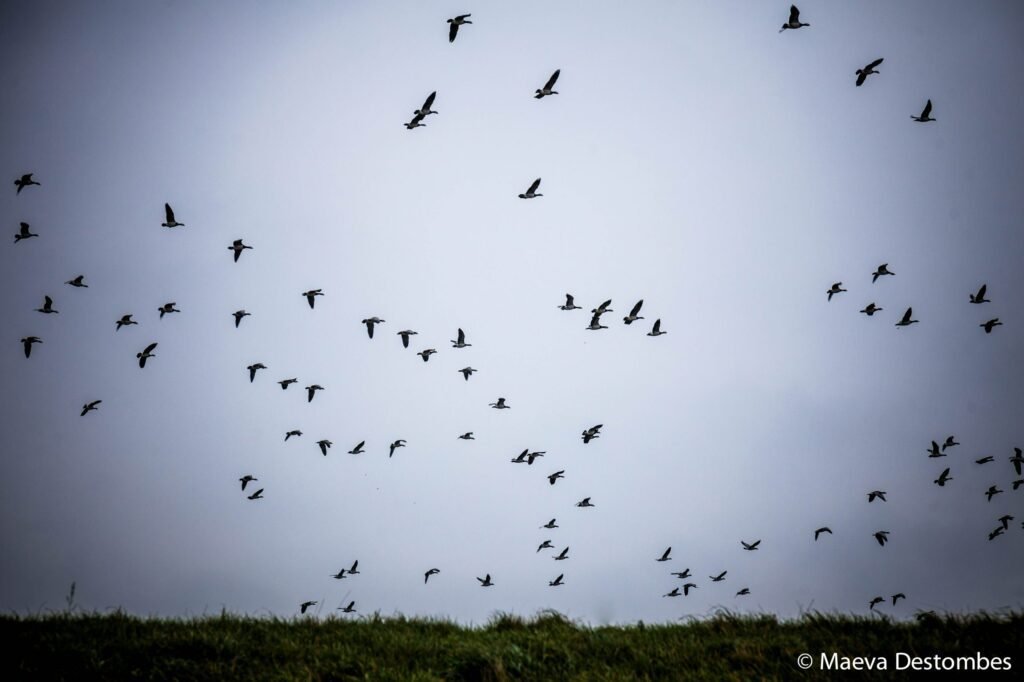 Photo d'oiseau en migration