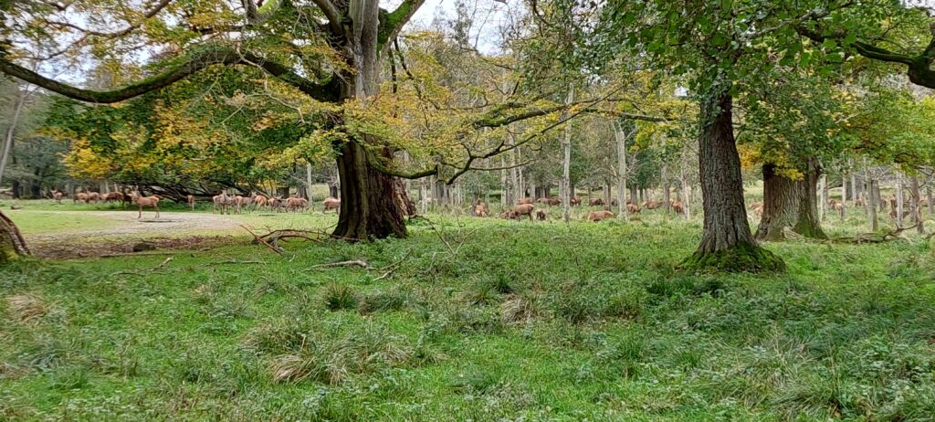 Les daims dans le parc automnal de Jægersborg Dyrehave - parcs autour de Copenhague