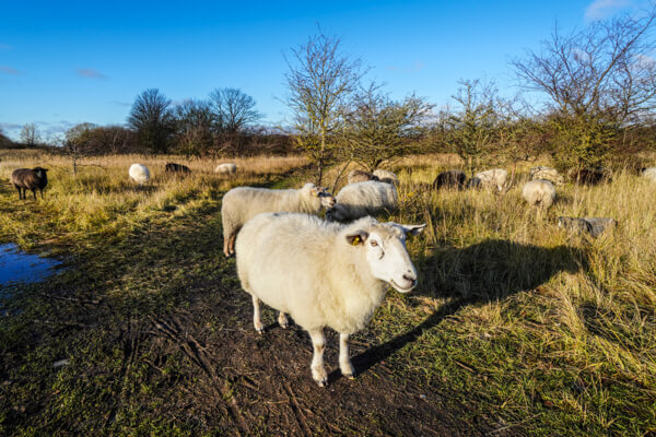 Mouton de Sydhavnstippen, parc autour de Copenhague