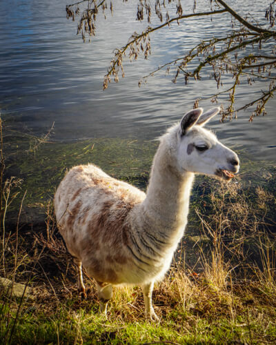 Alpaca de Sydhavnstippen, parc autour de Copenhague