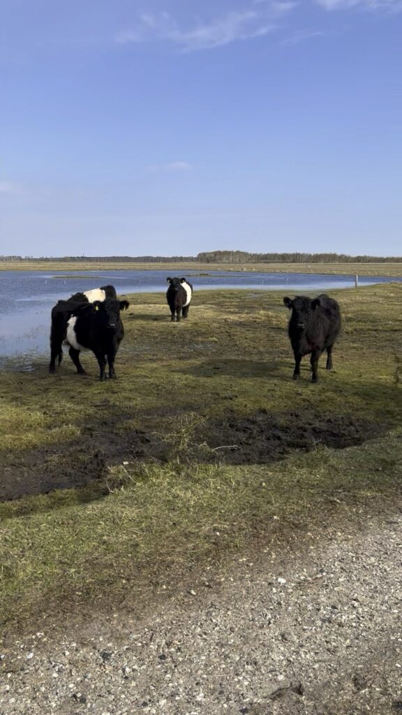 Vaches sur kavelvod Fælled - parcs autour de Copenhague